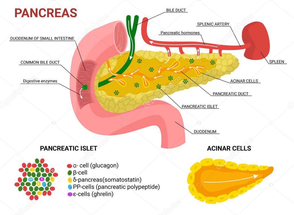Pancreas flat infographics with isolated colored images for organ studying with text captions pointers and cells vector illustration