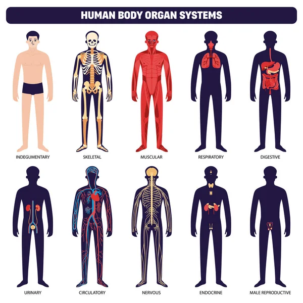 Human Body Organ Systems Icon Set Indegumentary Skeletal Muscular Respiratory — Stock Vector