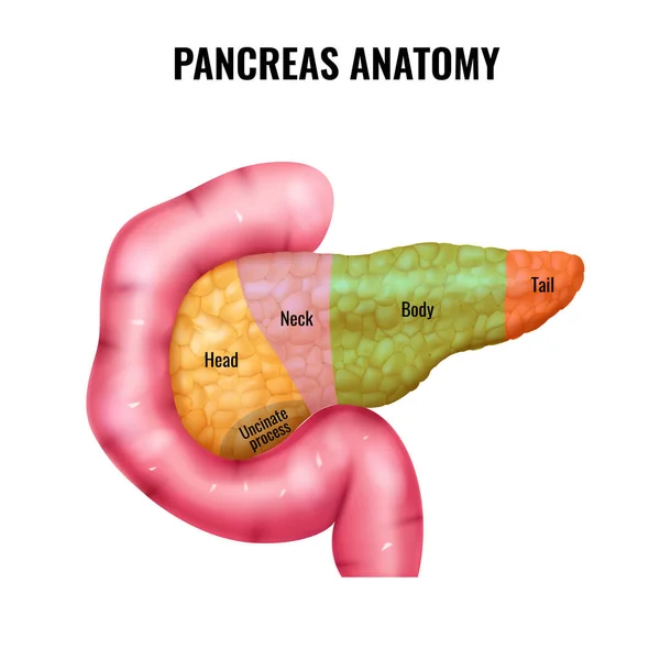 Realistic Pancreas Parts Anatomy Composition Isolated Image Internal Organ Colored — Stock Vector
