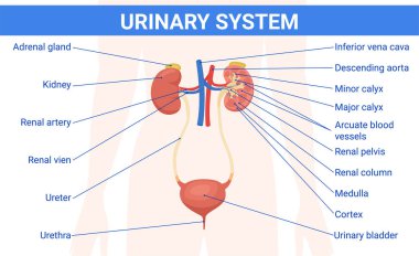 Böbrek idrar sistemi düz bilgi grafikleri. Altyazılar insan vücudunun siluetini gösteriyor.