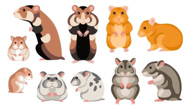 Benekli ve çizgili kemirgenlerden oluşan hamster çizgi film seti arka plandaki beyaz vektör çiziminde izole edilmiş kemirgenler.