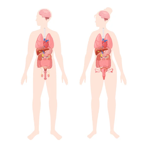 Conjunto Plano Órganos Humanos Con Dos Siluetas Cuerpos Masculinos Femeninos — Archivo Imágenes Vectoriales