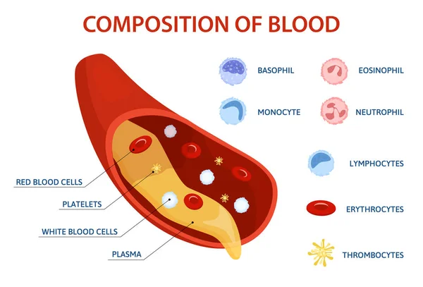 Infografías Planas Células Humanas Con Conjunto Iconos Aislados Células Sanguíneas — Vector de stock
