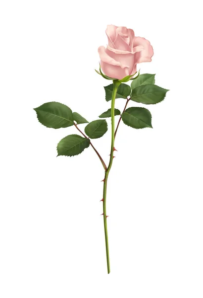 Composição Pétalas Flores Rosa Com Imagem Floral Isolada Fundo Branco —  Vetores de Stock