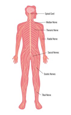 Nöroloji ve insan beyni anatomisi bileşimi ile düzenlenebilir metin başlıkları düz izole vektör illüstrasyonu