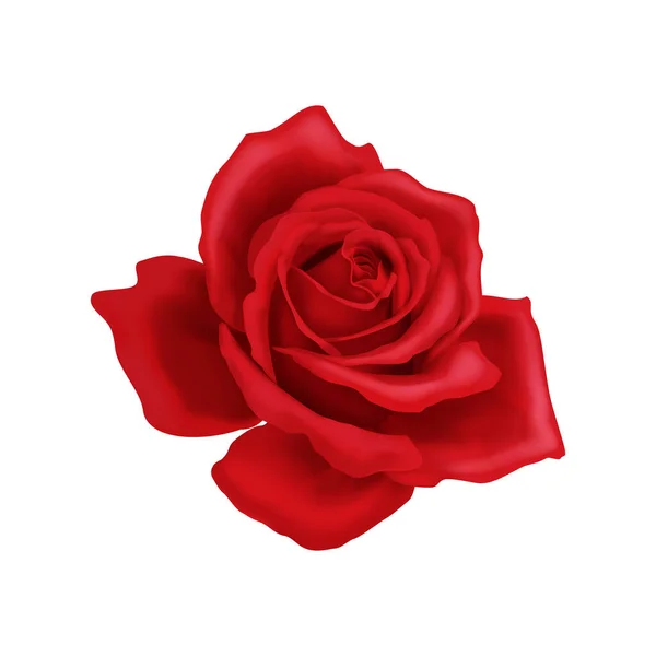 Rózsa Virág Szirmok Összetétele Izolált Virágos Kép Üres Háttér Vektor — Stock Vector