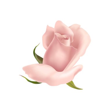 Boş arkaplan vektörü çiziminde izole edilmiş çiçek yaprakları kompozisyonu