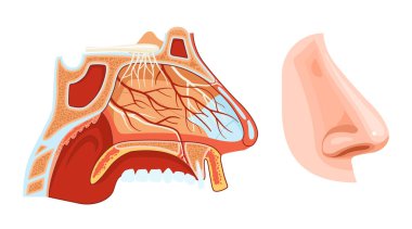 Burun anatomisi enine kesit şeması paranasal sinüslerle yumuşak damak damarları ve sinirsel vektör çizimi