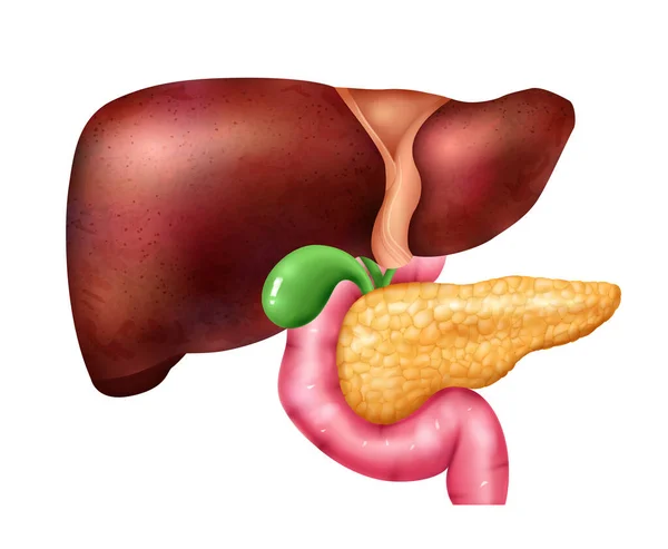 Composição Realista Anatomia Fígado Pâncreas Com Ícones Isolados Partes Coloridas — Vetor de Stock