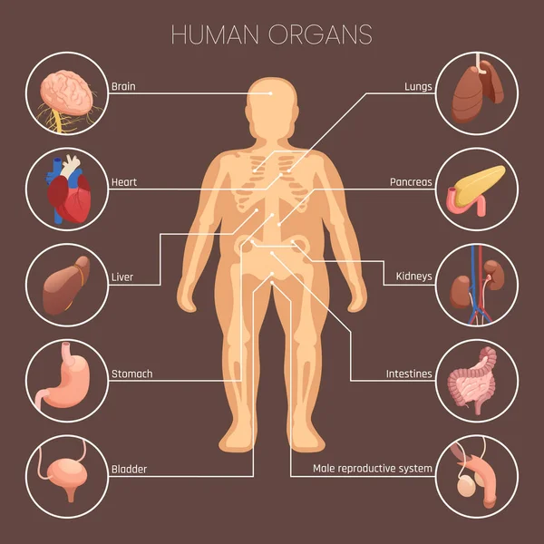 Organes Humains Jeu Infographie Avec Pourcentage Symboles Statistiques Illustration Vectorielle — Image vectorielle