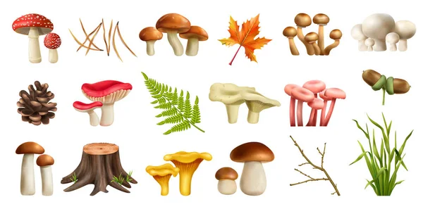 Setas Bosque Realista Conjunto Con Boletus Aislado Vector Ilustración — Archivo Imágenes Vectoriales