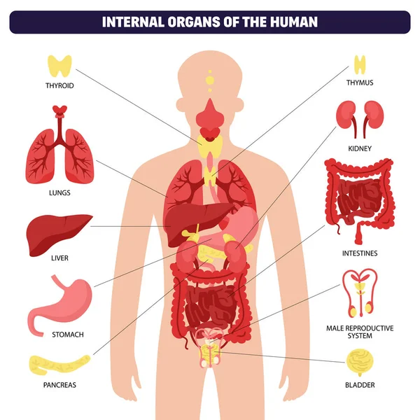 Human Body Organ System Infographic Human Body Thyroid Lungs Liver — Διανυσματικό Αρχείο