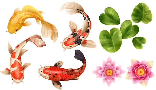 Realistic Drawing Koi Fish Lotus Set Isolated Images Colorful Fishes — Vetor de Stock