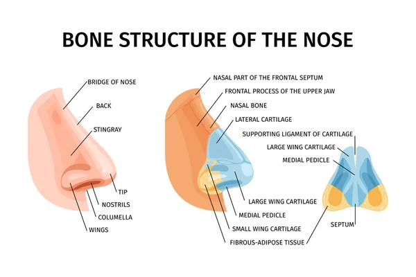 Bone Structure Nose Realistic Infographics Illustrated Bridge Nose Stingray Wings — Stock vektor