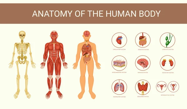 Human Anatomy Educative Poster Skeleton Internal Organs Body Systems Flat — Stockvektor