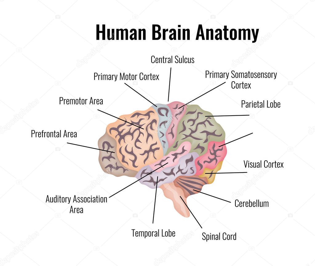 Neurology and human brain anatomy composition with editable text captions flat isolated vector illustration