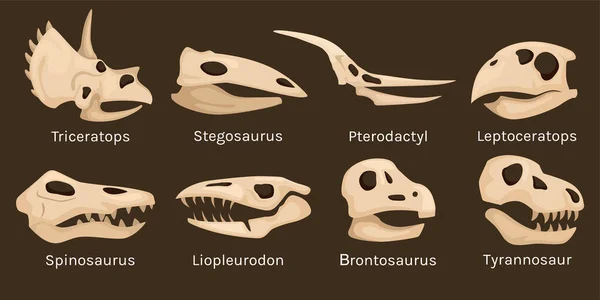 Dinosaur Skeleton Head Set Isolated Icons Skulls Bone Findings Editable — ストックベクタ