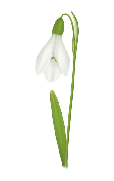 Realistic Snowdrop Flower White Background Vector Illustration — Vector de stock