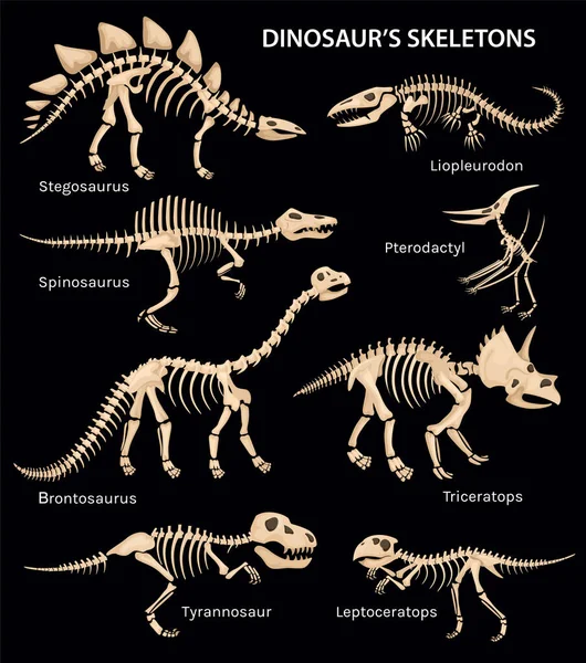 Set Isolated Side View Images Dinosaur Skeleton Black Background Editable — Archivo Imágenes Vectoriales