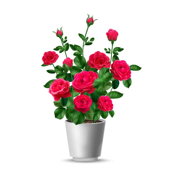 Realistic Rose Bush Pot Composition Isolated View Pink Flower Home — 图库矢量图片