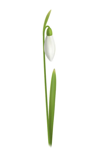 Realistic Snowdrop Flower Green Leaf White Background Vector Illustration — Archivo Imágenes Vectoriales