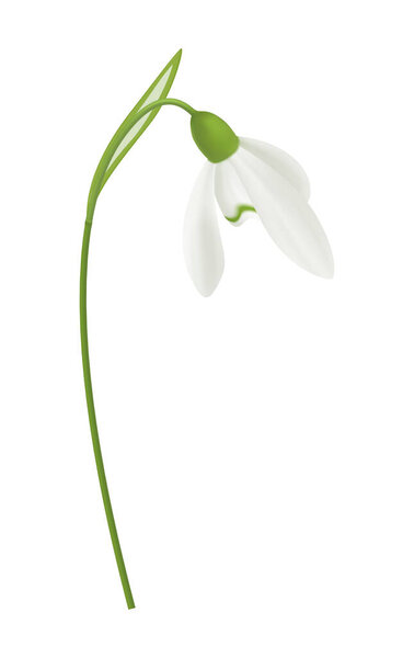 Beautiful snowdrop flower against blank background realistic vector illustration