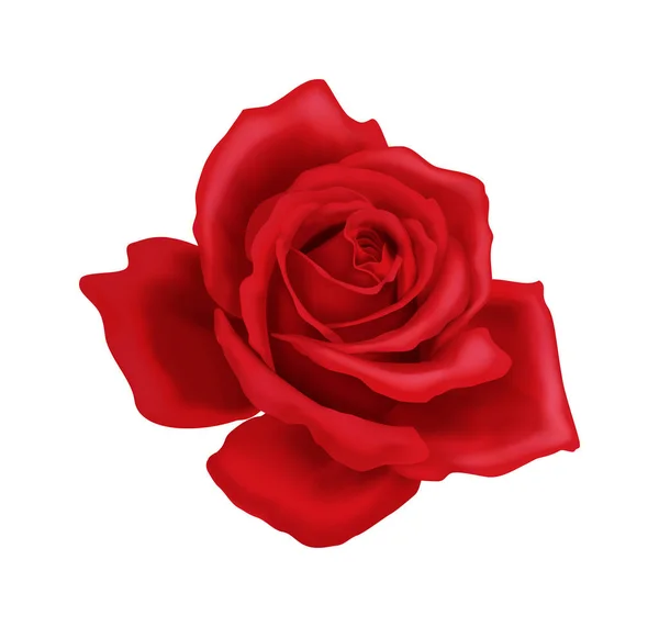 Realistic Red Rose Flower White Background Vector Illustration — Stockvektor