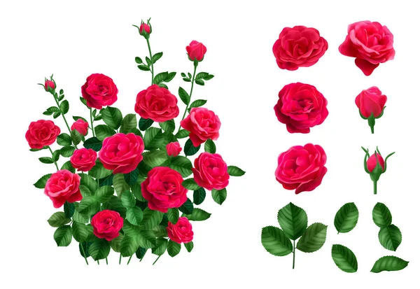 Realistic Rose Bush Set Isolated Flower Heads Leaves Whole Bush — 图库矢量图片