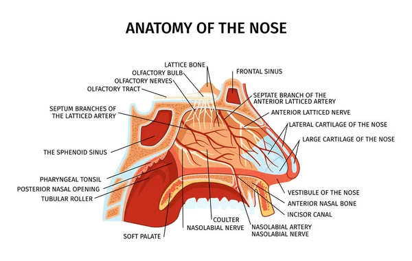 Nose Anatomy Cross Section Diagram Showing Lattice Bone Arteries Nerves — Stock Vector