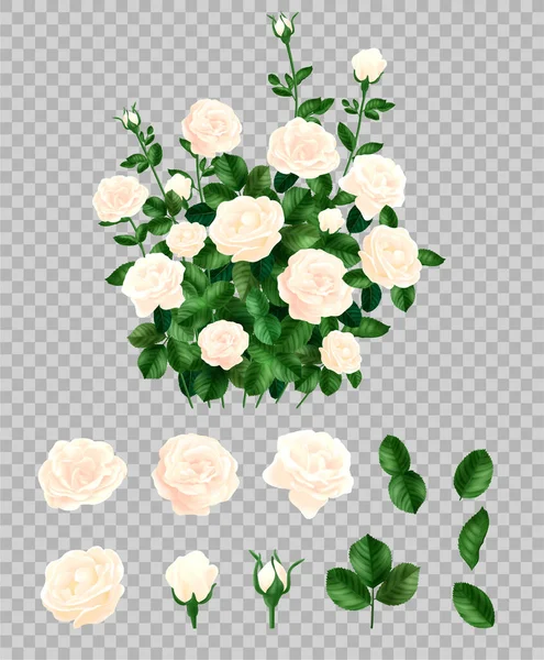 Set Realistic White Rose Bush Isolated Images Leaves Flowers Transparent — Vector de stoc