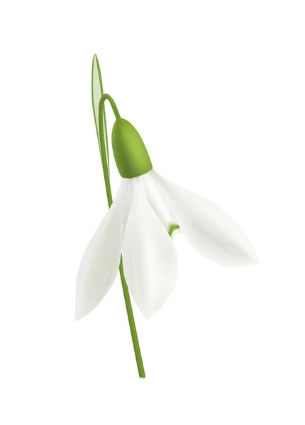 Realistic Snowdrop Flower Closeup Blank Background Vector Illustration — Vector de stock