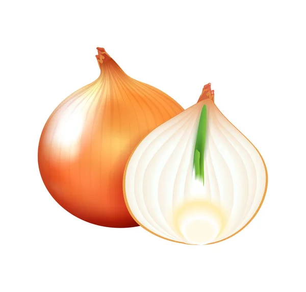 Realistic Whole Half Bulb Onion Vector Illustration — Archivo Imágenes Vectoriales