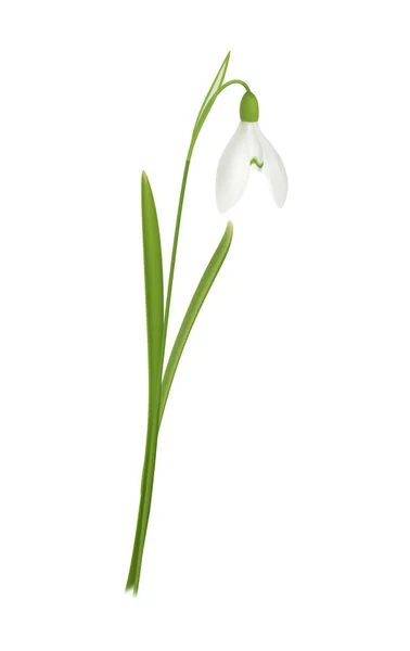 Spring Snowdrop Flower Green Leaves Realistic Vector Illustration — Stock Vector