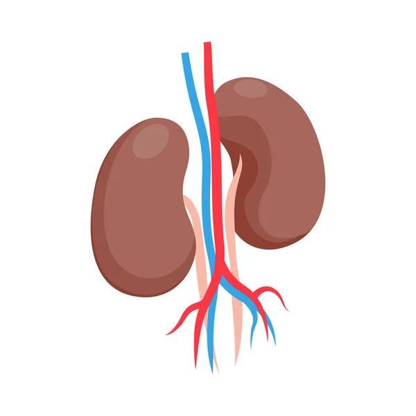 Healthy Human Kidneys White Background Isometric Vector Illustration - Stok Vektor