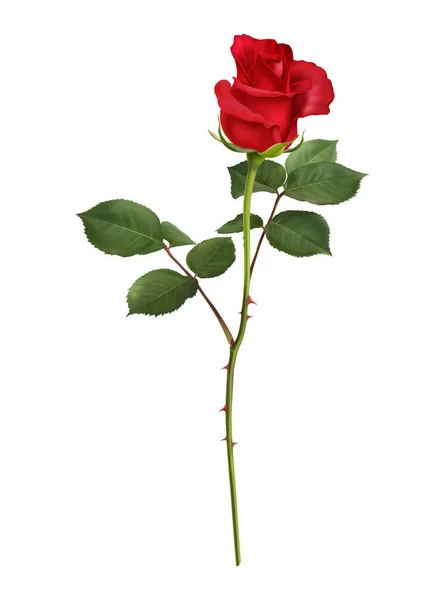 Реалистичная Цветущая Красная Роза Векторной Иллюстрацией Зеленых Листьев — стоковый вектор