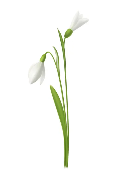 Δύο Ρεαλιστικά Ανθισμένα Λουλούδια Χιονοπτώσεων Λευκό Φόντο Διανυσματική Απεικόνιση — Διανυσματικό Αρχείο