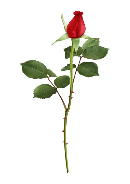 Red Rose Bud Green Leaves Realistic Vector Illustration — Archivo Imágenes Vectoriales