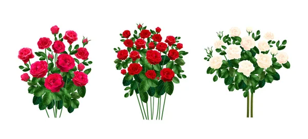 Set Three Isolated Realistic Rose Bushes Pink Red White Flowers — Vector de stock