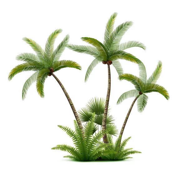 Palmy Kokosowe Las Realistyczna Kompozycja Odosobnionym Wizerunkiem Trzech Egzotycznych Palm — Wektor stockowy