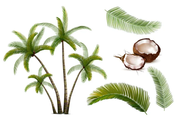 Ensemble Réaliste Cocotiers Icônes Isolées Avec Branches Feuilles Noix Fissurées — Image vectorielle