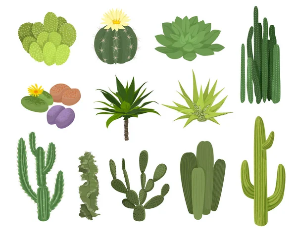 Cactus Icono Plano Establecer Diferentes Tipos Tamaños Con Flores Sin — Vector de stock