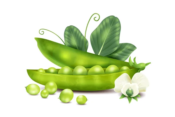 Realistic Peas Concept Fresh Beans Flowers Vector Illustration — Stock Vector
