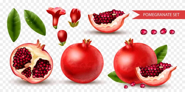 Realistic Pomegranate Icons Set Whole Cut Fruit Transparent Background Isolated — Stock Vector