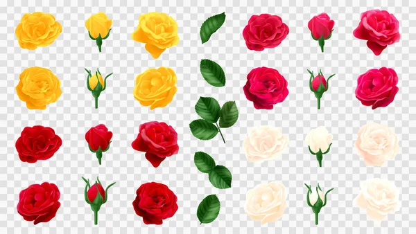 Realistic Rose Set Isolated Flower Elements Red Yellow White Pink — Stock Vector