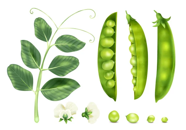 现实的豌豆图标 配有生籽 植物萌芽和花卉分离载体图解 — 图库矢量图片