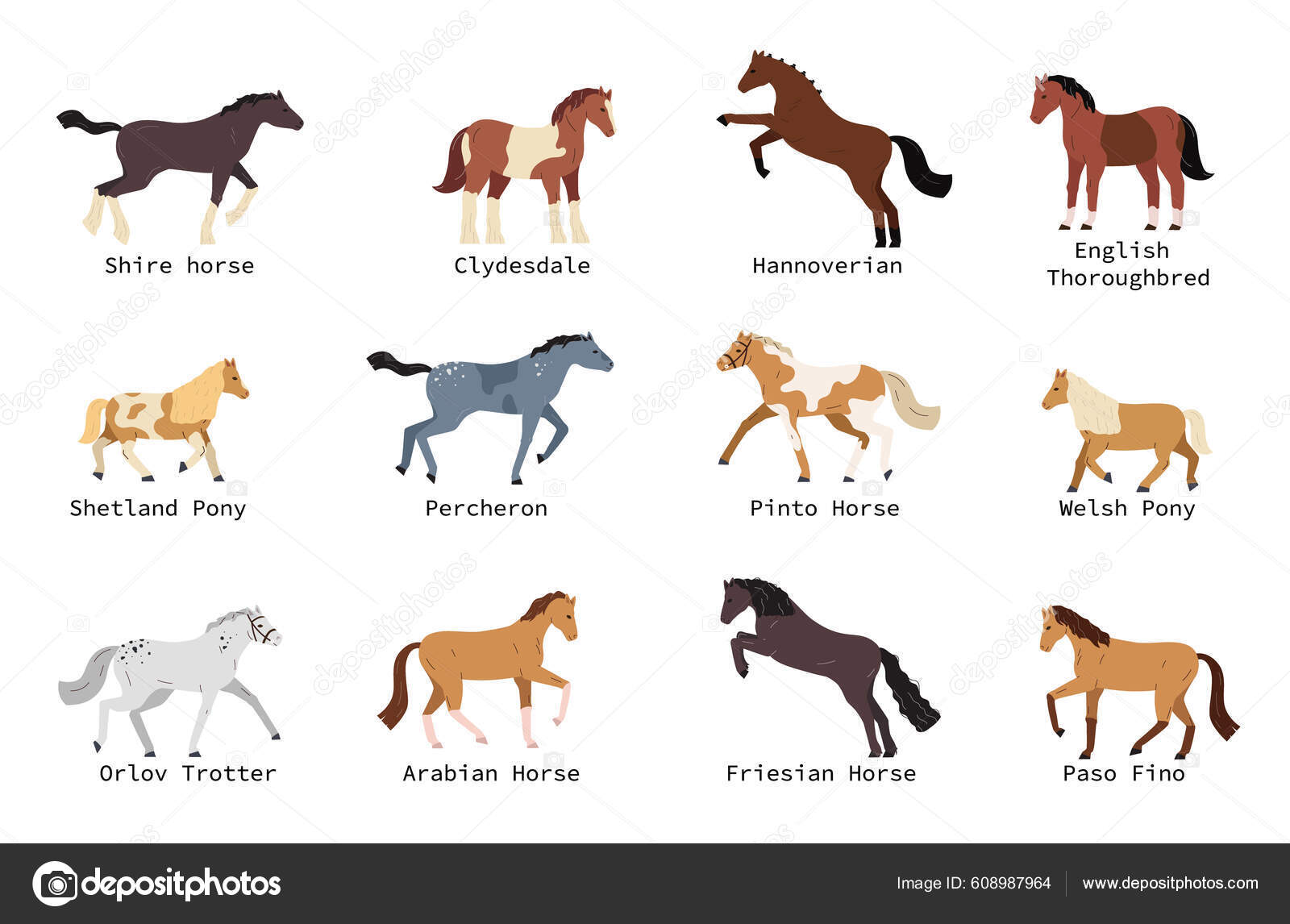 Horse Breeds Flat Set Shetland Pony Hannoverian Welsh Arabian Percheron ...