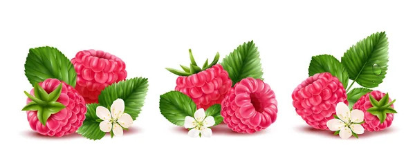 Bayas Maduras Frambuesa Con Flores Deja Tres Composiciones Realistas Aisladas — Vector de stock