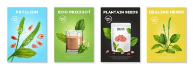 İyileştirici şifalı bitkiler içeren gerçekçi psyllium posteri izole edilmiş vektör çizimi