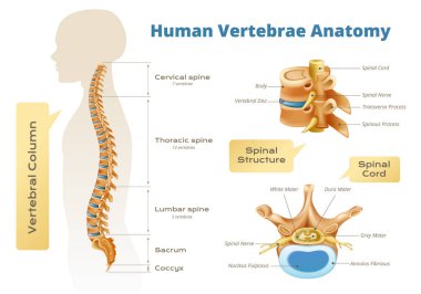 Omurilik anatomisi, izole edilmiş bilimsel görüntüler, insan vücudu silueti ve metin vektör çizimi içeren bilgi grafikleri.