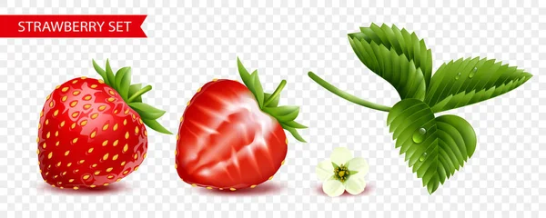 Полуничний Прозорий Набір Ізольованих Червоних Цілих Нарізаних Ягід Білої Квітки — стоковий вектор